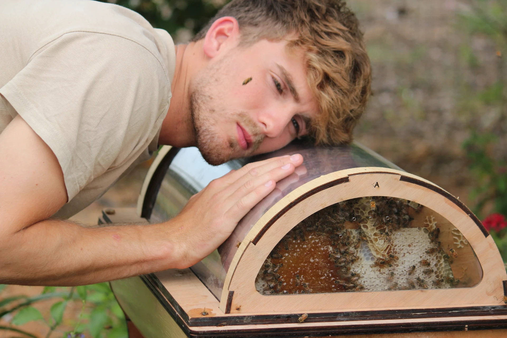 Close-up of bees on honeycomb behind the hive observation window