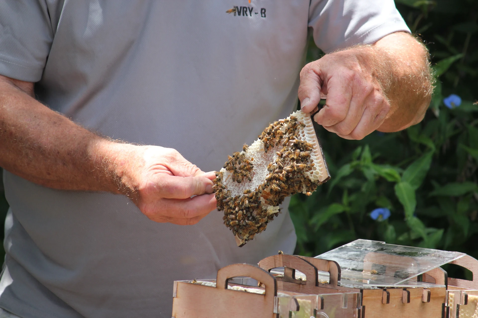 Beekeeper tending an Ivry-B hive in a garden at golden hour